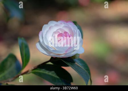 Kamelienblume im japanischen Garten. Camellia japonica blühende Zierpflanze, immergrün. Zweifarbige weiße und rosafarbene Blüten. Hochglanzgrün Stockfoto