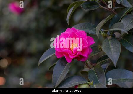 Kamelienblume und grünes Laub. Camellia japonica blühende Zierpflanze, immergrün. Schöne hellrosa halb-doppelt offene Blume mit Gelb Stockfoto