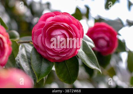 Camellia japonica blühende Zierpflanze, immergrün. Wunderschöne rosa rosenartige Blumen. Kamelienblüten und grüne Blätter. Glänzend grüne Blätter. Wint Stockfoto