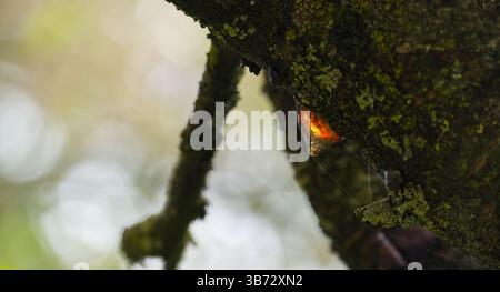 Detaillierte Ansicht der Baumrinde mit einem bernsteinfarbenen Harztropfen und einer leuchtenden Flechte. Das Bild zeigt komplizierte Muster, Farben und natürliche Schönheit, Highli Stockfoto