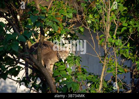 Wütende Katze im Baum Stockfoto