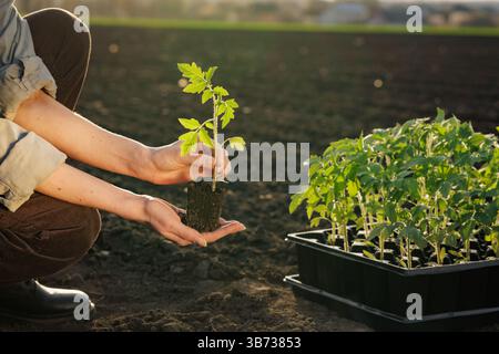 Landwirt hält einen jungen Tomatenpflanzen-Setzling, bevor er in ein Gartenbeet pflanzt, mit einem Tablett mit Setzlingen in der Nähe. Stockfoto