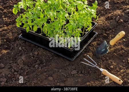 Nahaufnahme junger Tomatensämlinge in Kunststoffschale mit Gartenwerkzeugen auf fruchtbarem Boden, bereit zum Auspflanzen im Freien. Stockfoto