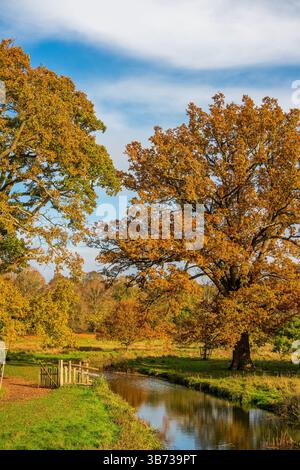 Ruhiger, herbstlicher Fluss, eingerahmt von goldenen Eichenbaldachin und rustikalem Holztor in englischer Landschaft Stockfoto
