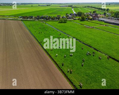 Blick aus der Vogelperspektive auf grüne Felder mit weidenden Kühen, frisch gepflügte Felder und entfernte Windturbinen unter einem klaren blauen Himmel in der niederländischen Landschaft. Stockfoto