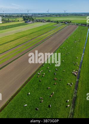 Blick aus der Vogelperspektive auf grüne Felder mit weidenden Kühen, frisch gepflügte Felder und entfernte Windturbinen unter einem klaren blauen Himmel in der niederländischen Landschaft. Stockfoto