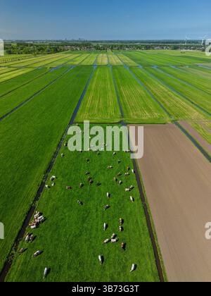 Blick aus der Vogelperspektive auf grüne Felder mit weidenden Kühen, frisch gepflügte Felder und entfernte Windturbinen unter einem klaren blauen Himmel in der niederländischen Landschaft. Stockfoto
