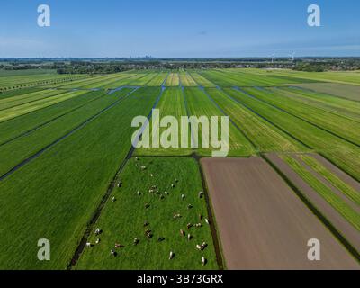 Blick aus der Vogelperspektive auf grüne Felder mit weidenden Kühen, frisch gepflügte Felder und entfernte Windturbinen unter einem klaren blauen Himmel in der niederländischen Landschaft. Stockfoto