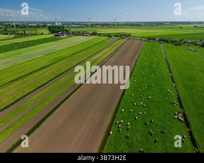 Blick aus der Vogelperspektive auf grüne Felder mit weidenden Kühen, frisch gepflügte Felder und entfernte Windturbinen unter einem klaren blauen Himmel in der niederländischen Landschaft. Stockfoto