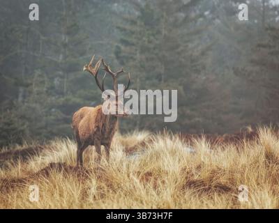 Rotwild - Cervus elaphus - Hirsch im Wald von Vejers Stand, Dänemark Stockfoto