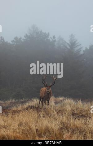 Rothirsch - Cervus elaphus - im Morgennebel im Wald von Vejers Stand, Dänemark Stockfoto