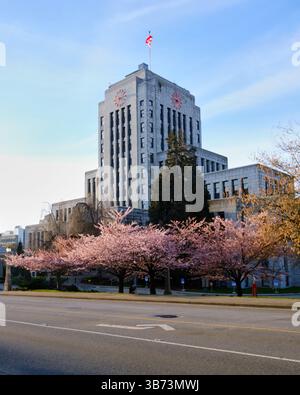 Rathaus mit Kirschblüten in Blüte Vancouver BC. Stockfoto
