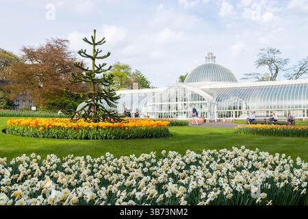 Blühende Blumenbeete mit Affen-Puzzlebaum vor dem Kibble Palace in Glasgow Botanic Gardens Stockfoto