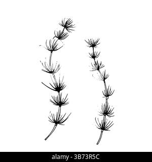 Algen, Skizze mit schwarzer und weißer Tinte. Vektorabbildung. Die Unterwasserwelt des Ozeans und die Blätter der Pflanzen sind auf einem weißen Hintergrunat isoliert Stock Vektor