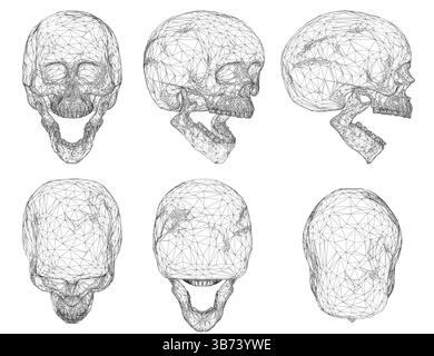 Eine detaillierte Vektor-Drahtdarstellung eines menschlichen Schädels, dargestellt in mehreren Ansichten (Vorderseite, Seite, Rückseite, Oben, Unten, und Profil), in denen die Intri-Elemente dargestellt werden Stock Vektor