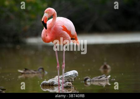 Flamenco, Phoenicopterus ruber, San Cristobal Island Stockfoto