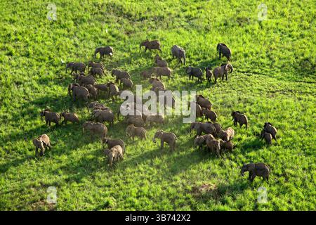 Afrikanischer Elefant Loxodonta africana Demokratische Republik Kongo Garamba Nationalpark Afrikanische Savanne Stockfoto