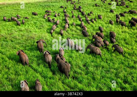 Afrikanischer Elefant Loxodonta africana Demokratische Republik Kongo Garamba Nationalpark Afrikanische Savanne Stockfoto