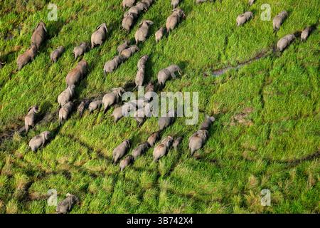 Afrikanischer Elefant Loxodonta africana Demokratische Republik Kongo Garamba Nationalpark Afrikanische Savanne Stockfoto
