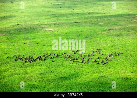 Afrikanischer Elefant Loxodonta africana Demokratische Republik Kongo Garamba Nationalpark Afrikanische Savanne Stockfoto