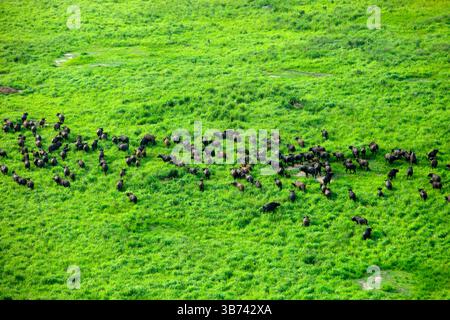 Afrikanischer Elefant Loxodonta africana Demokratische Republik Kongo Garamba Nationalpark Afrikanische Savanne Stockfoto