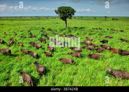 Afrikanischer Bufalo-Syncerus Caffer-Demokratische Republik Kongo Garamba Nationalpark Afrikanische Savanne Stockfoto