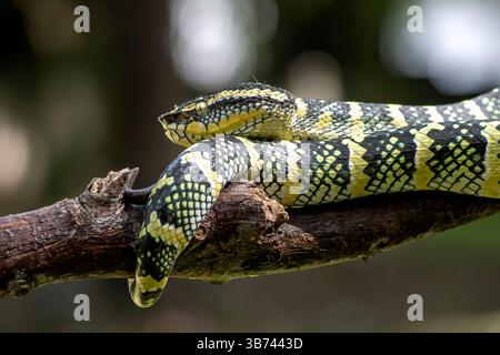 Wagler's Grubenviper auf einem Ast Stockfoto