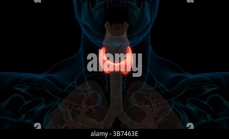 Endokrine Schilddrüsenanatomie zur medizinischen 3D-Illustration des Konzepts Stockfoto