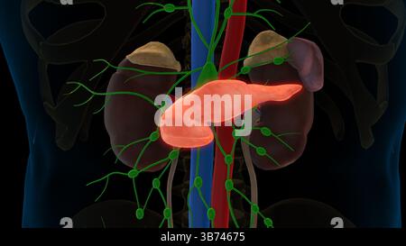 Die menschliche Pankreasanatomie für die medizinische 3D-Darstellung des Konzepts Stockfoto