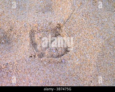 Nahaufnahme von Möwenabdrücken auf Sandy Beach Surface (A) Stockfoto