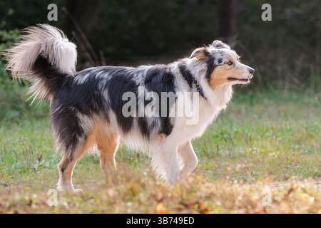Der wunderschöne dreifarbige Australian Shepherd steht auf einem grasbewachsenen Feld aufmerksam und zeigt seinen unverwechselbaren blauen merle-Mantel mit Kupfer- und weißen Markierungen. Stockfoto