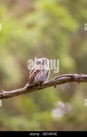 Eurasische Zwergkauz Glaucidium passerinum, Erwachsener auf Zweig, Transsilvanien, Rumänien, April Stockfoto