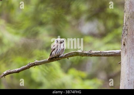 Eurasische Zwergkauz Glaucidium passerinum, Erwachsener auf Zweig, Transsilvanien, Rumänien, April Stockfoto