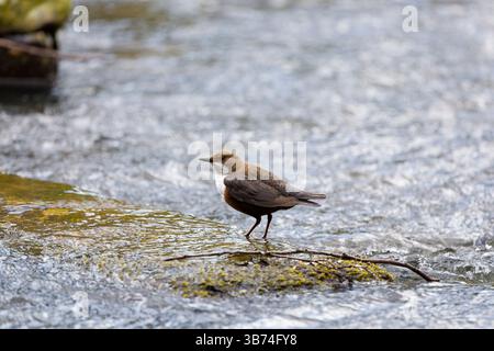 Weißkehlenlöffel Cinclus cinclus, Erwachsener stehend auf Felsen, Transsilvanien, Rumänien, April Stockfoto