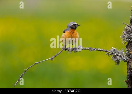 Gemeinsamer Rotstart Phoenicurus phoenicurus, erwachsener Mann auf Flechten bedeckten Zweig, Transsilvanien, Rumänien, April Stockfoto