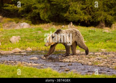Europäischer Braunbär Ursus arctos arctos, unreifer Spaziergang über den Fluss, Siebenbürgen, Rumänien, April Stockfoto