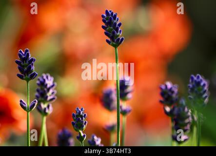 Lavendel augustifolia Essence Lila Stockfoto