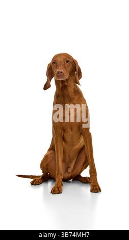 Ruhiger brauner Hund, reinrassiger ungarischer Viszsla, der gehorsam sitzt und auf grünem Grasfeld vor weißem Atelierhintergrund nach vorne blickt. Stockfoto
