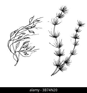 Algen, eine Skizze in schwarz-weißer Tinte. Vektorabbildung. Eine Reihe von Unterwasserpflanzen, Blättern und Stämmen, isoliert auf weißem Hintergrund. Linear dr Stock Vektor