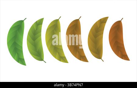 Blätter in sechs verschiedenen Farben, Blattfarbe Progression, Vektorillustration. Stock Vektor