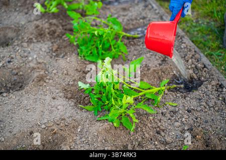 Gießen von Tomatensämlingen vor dem Pflanzen in das Gartenbeet. Stockfoto