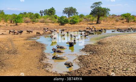 Buffalo, Wasserbüffel, Bubalus bubalis, Udawalawe Nationalpark, Sri Lanka, Asien Stockfoto