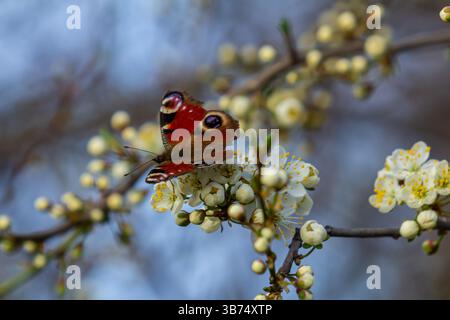 Bunte europäische Pfauenschmetterlinge Aglais io. Stockfoto