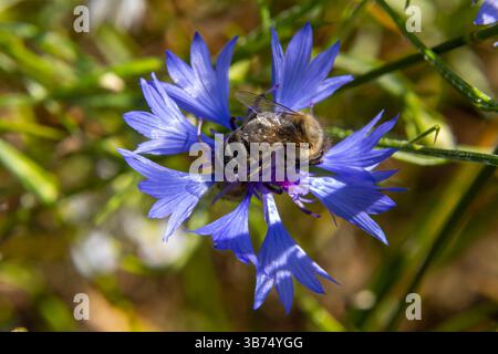 Eine Biene sammelt viel Nektar aus einer auffälligen blauen Blume in einem üppigen Garten, umgeben von hellgrünem Laub unter klarem Himmel. Stockfoto