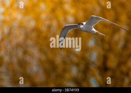 Closeup Portrait von Flussseeschwalbe (Sterna hirundo). Nach Flussseeschwalbe im Flug Stockfoto