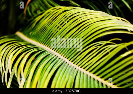 Detaillierte Ansicht der Palmblätter in diagonaler Zusammensetzung, mit organischen Kurven, üppigen tropischen Farben und sonnendurchfluteter Textur Stockfoto