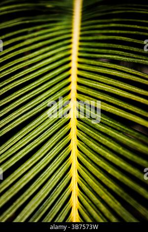 Symmetrische Palmblattaufnahme mit lebhaften grünen und gelben Linien, die die natürliche Struktur und tropische Ästhetik betonen Stockfoto