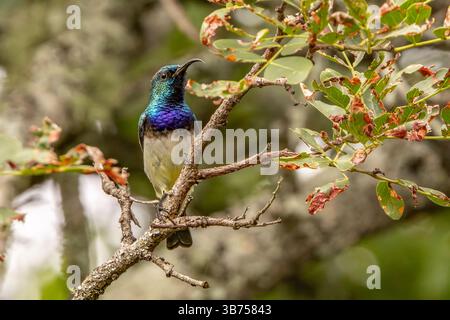 Ein lebendiger Vogel mit schillernden blauen und grünen Federn thront zart auf einem von Blättern umgebenen Zweig. Der unscharfe Hintergrund hebt den Vogel hervor. Stockfoto
