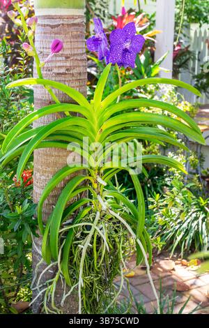 Nahaufnahme einer Vanda-Orchidee, die draußen in einem Garten auf einem Baumstamm in Key West, Florida, wächst Stockfoto