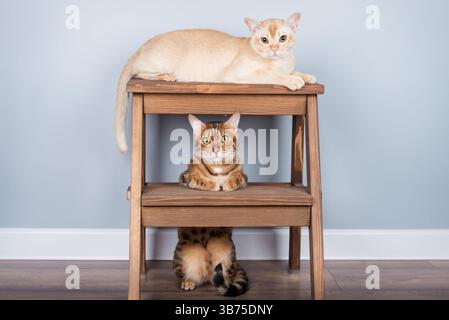 Reinrassige Katzen auf einem Holzhocker in minimalistischer Innenausstattung mit blauer Wand. Freundliche Katzen mit Kopierraum. Stockfoto